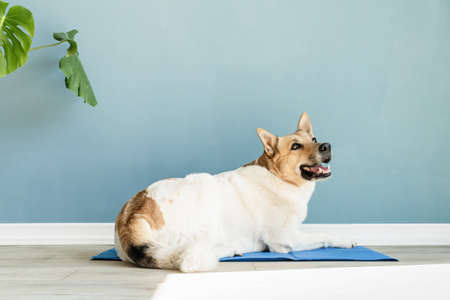 pet care. Cute mixed breed dog lying on cool mat in hot day looking up, blue wall background, summer heatの写真素材