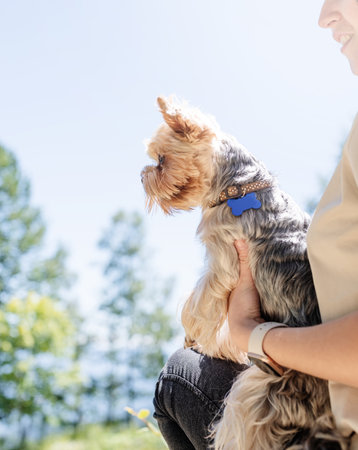 pet care. Travelling. Young pretty caucasian woman smiling holding small dog yorkshire terrier. Woman travel with pet. selective focusの写真素材