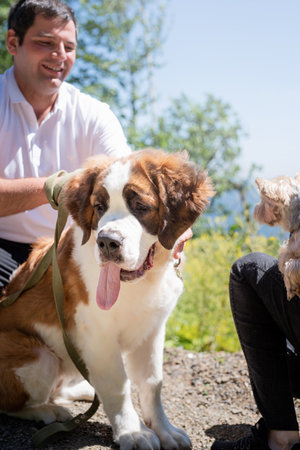 pet care. Travelling. young couple traveling with dogs at the mountains, St.Bernard dog and yourkshire terrierの写真素材
