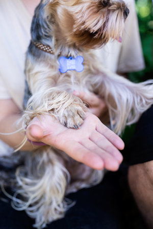 pet care. Travelling. young woman holding small yorkshire terrier dog paw in hand outdoorsの写真素材