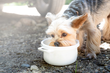 yorkshire terrier drinking from white bowl outdoors, Sunny Day Outdoorsの写真素材