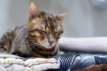 Cute European cat sleeping on soft bwrown bed