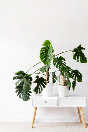 Green tropical monstera plants on toilet table in light and airy interior of roomの写真素材