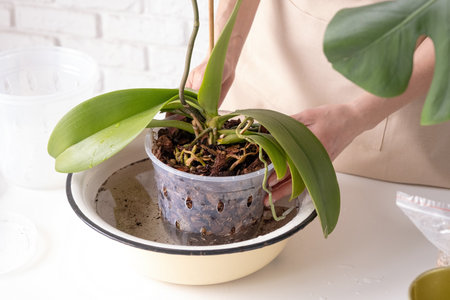 Spring season hobbies. Transplanting and watering orchid plants. Home gardening, breeding of orchids.の写真素材