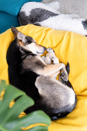 pet care. Cute tired mixed breed dog lying on yellow bed at home falling asleep, home plants on the backgroundの写真素材