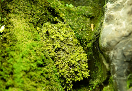 green and black poison dart frog or grass frog in natural habitat,