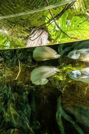 fish under water surface with reflection, tropicalの写真素材