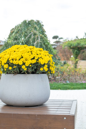 asian style gray street flowerbeds with daisies or chrysanthemumの写真素材