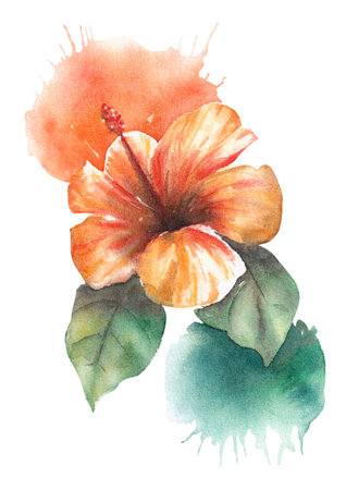 Watercolor orange hibiscus flower isolated on white background with watercolor splashes, tropical invitation, invitation flower card. Hand drawn illustrationの写真素材