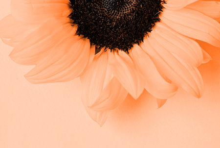 Color of the year 2024: Peach Fuzz. sunflower head on yellow background with copy space, minimal macro shot. Flat lay, top view, copy space.の写真素材