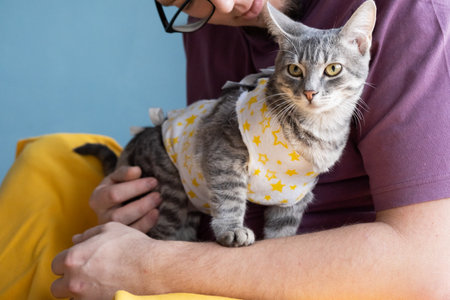 Adorable kitty in special suit bandage recovering after surgery. man taking care of catの写真素材