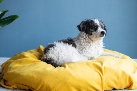 Pet care.cute bichon frise dog sitting on yellow pet bed over blue wall background at homeの写真素材