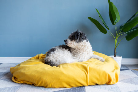 Pet care.cute bichon frise dog sitting on yellow pet bed over blue wall background at homeの写真素材
