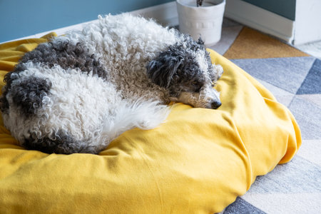 Pet care.cute bichon frise dog sitting on yellow pet bed over blue wall background at homeの写真素材