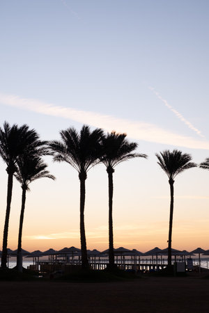Silhouette coconut palm trees on beach at sunsetの写真素材