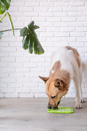 cute dog using lick mat for eating food slowly. snack mat, licking mat for cats and dogsの写真素材