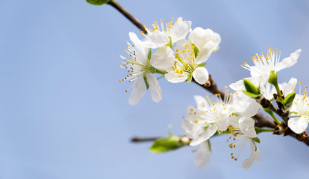 cherry flowers of white color on sky background