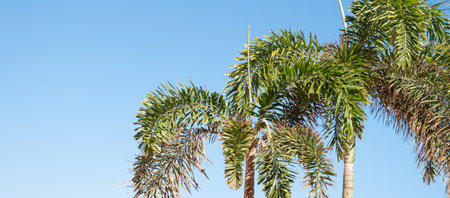 palm trees on the background of a beautiful sky and sunの写真素材