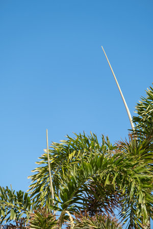palm trees on the background of a beautiful sky and sunの写真素材