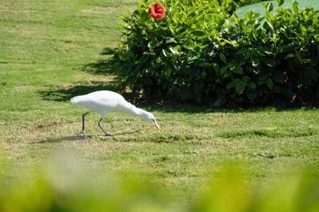 white crane kerala hunting on the grass field in tropical countryの写真素材