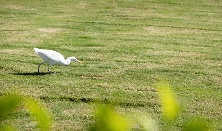 white crane kerala hunting on the grass field in tropical countryの写真素材