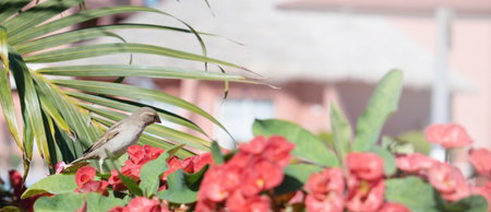palm trees and bird on the background of a beautiful sky and sunの写真素材