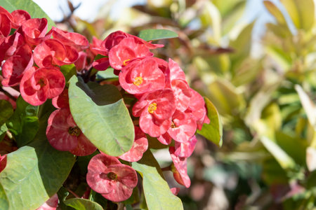 Euphorbia milii, the crown of thorns, Christ plant, or Christ's thorn in outdoor gardenの写真素材