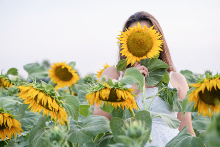 Young woman holds a sunflower in front of face standing in sunflower fieldの写真素材