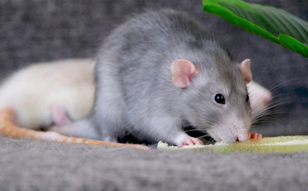 two little cute pet rats on gray couchの写真素材