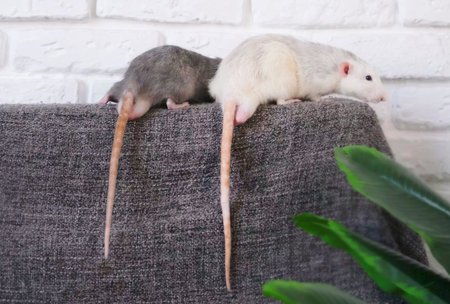 two little cute pet rats on gray couch with long funny tails