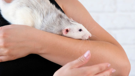 Young woman holding and kissing a cute pet ratの写真素材