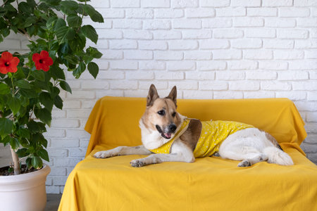 Cute shepherd dog with after surgery clothes lying on yellow couch, recovering from surgery