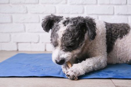 cute dog eating natural organic dry dog treat on blue mat at homeの写真素材