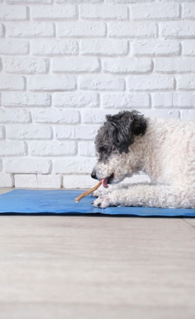 cute dog eating natural organic dry dog treat on blue mat at homeの写真素材