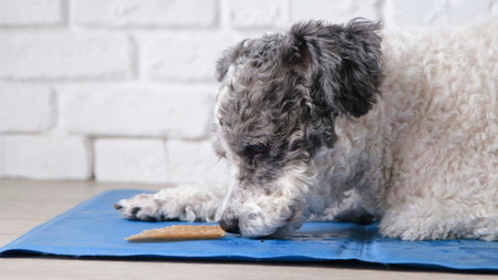 cute dog eating natural organic dry dog treat on blue mat at homeの写真素材
