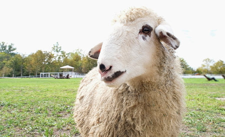 welsh blackface sheep eating grass on the fieldの写真素材