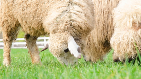 welsh blackface sheep eating grass on the field