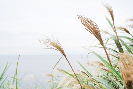 Selective focus of white fluffy flower Japanese prachtriet , Miscanthus sinensis or maiden...