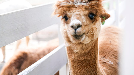 cute alpacas in the farmの写真素材
