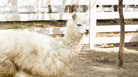 fluffy alpacas in the farmの写真素材