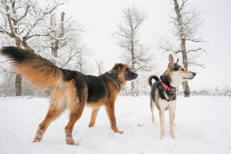 cute mixed breed and german shepherd dog in snowy forestの写真素材