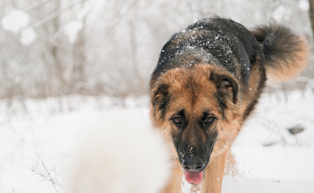 winter activities. cute German shepherd dog walking in snowy forest