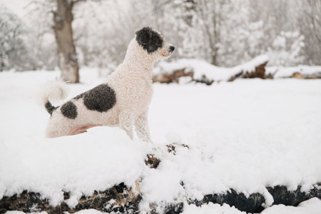 winter activities. cute mixed breed poodle and bichon frise dog walking in snowy forest, looking...