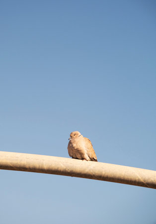 cute brown pigeon on blue sky background, minimal conceptの写真素材