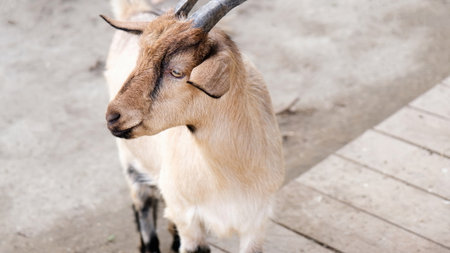 portrait of brown goat having rest in the farm