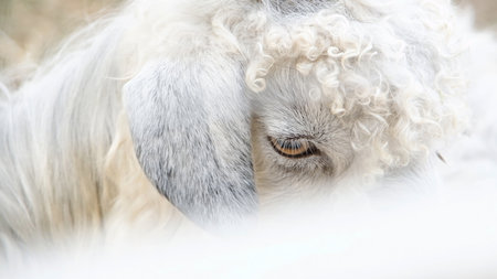 closeup of white goat eye in the farm