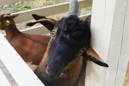 two brown goats looking through the fence in the farm