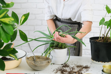 Home gardening, love of houseplants, woman caring about plants at home, cleaning its leaves