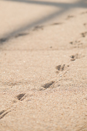 Birds footprints on sand beach in sunny dayの写真素材