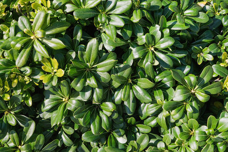 Shiny green leaves of Pittosporum Tobira Nana background. Tropical leaves wallpaper